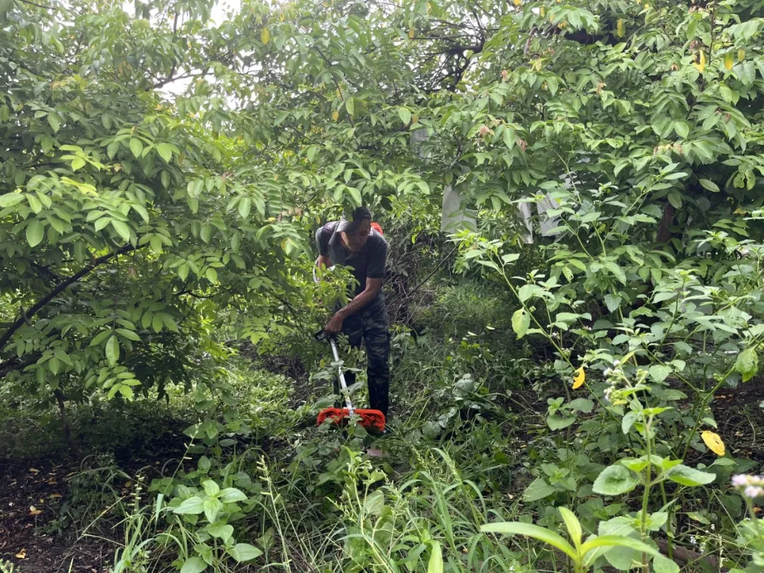 云南有机杨桃,皮薄肉厚,果脆汁多酸甜可口基地新鲜直发