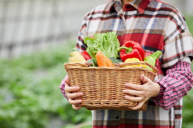餐饮食材供应链优化方案