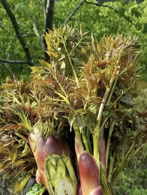 故乡的山珍刺头菜