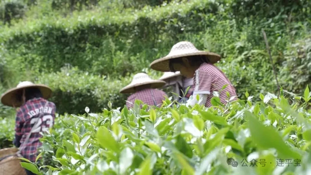 连平特色农产品入选省级消费帮扶名录！激活乡村振兴新动能