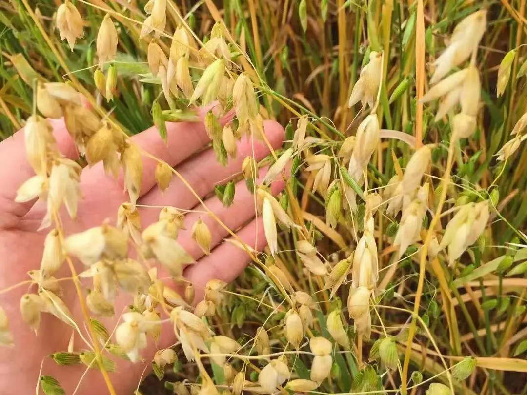 当餐优选食材裸燕麦胚芽米,边煮边发芽,有草原药粮之称!