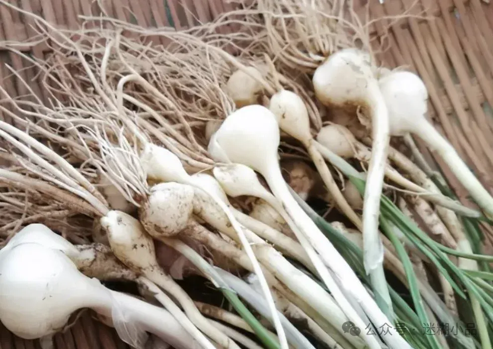 东阳美食之利细(胡葱)