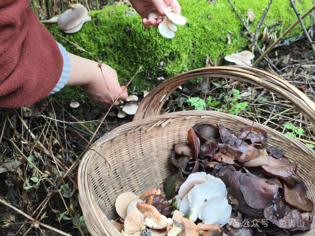 柴火铁锅吃山珍,从采摘到烹饪,只余满嘴鲜