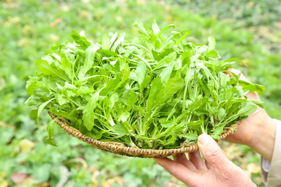 春鲜入馔正当时!浙江这6种常见春季野菜科学食用全攻略