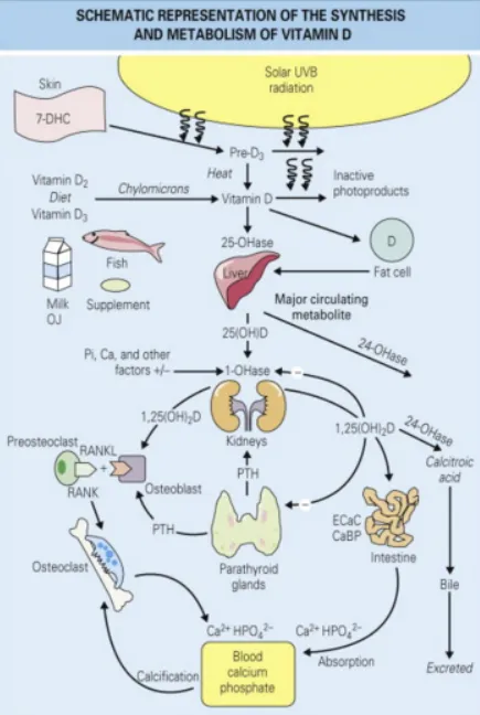 饮食调理的时间规律与代谢适应过程