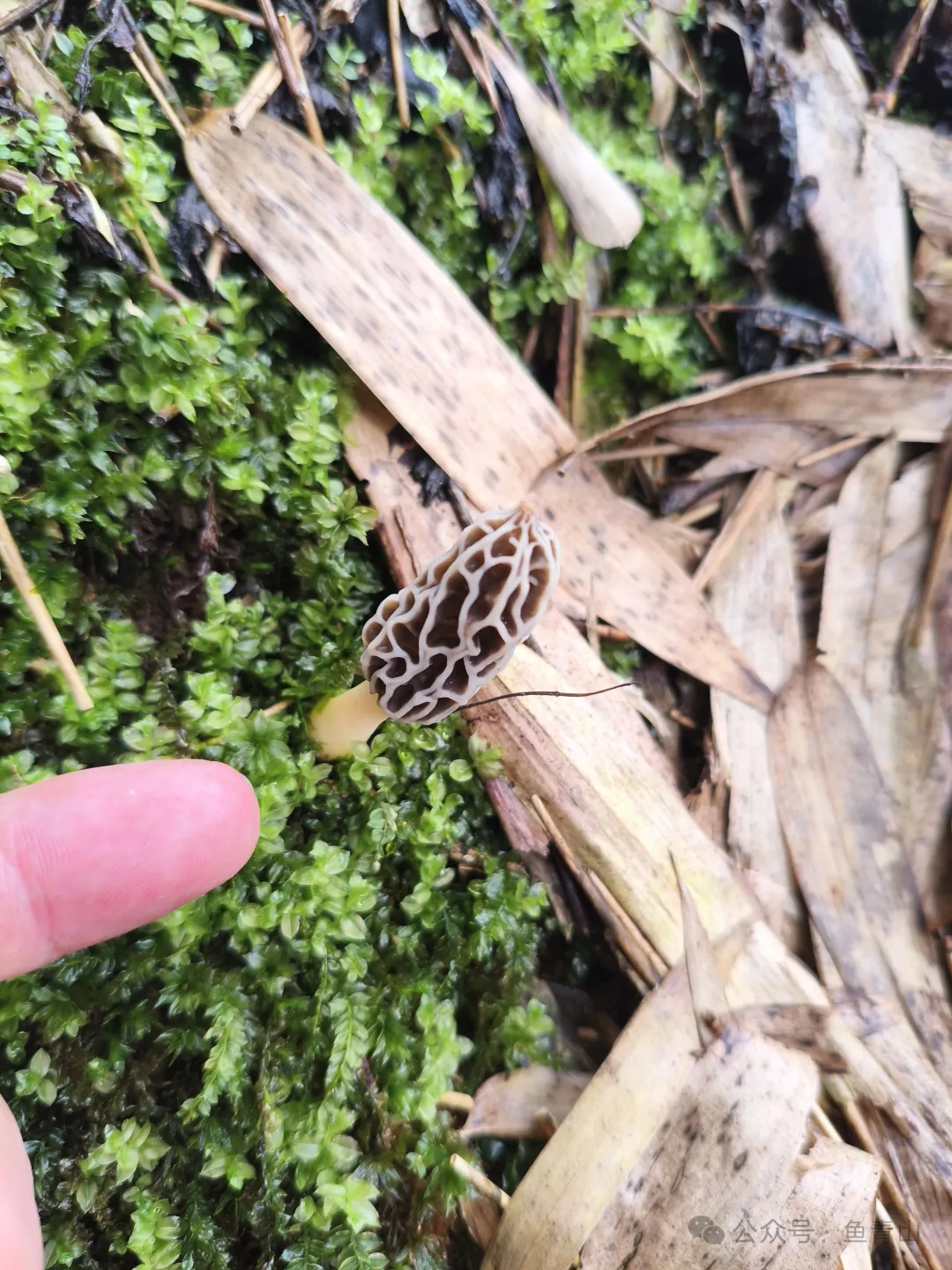 柴火铁锅吃山珍,从采摘到烹饪,只余满嘴鲜