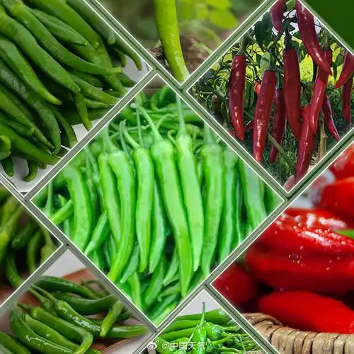 当餐江西小炒专用辣椒品种