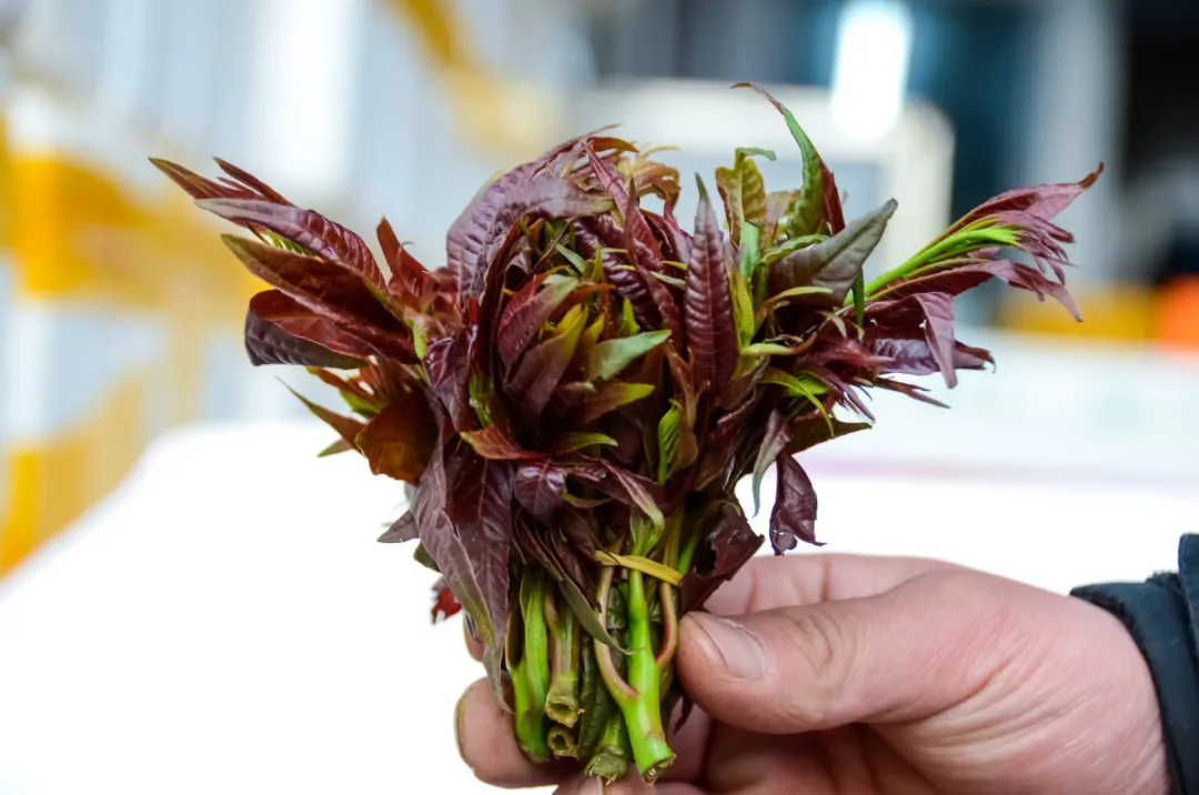 宁波人爱吃的这口美味价格腰斩！香椿这个步骤千万不能省…