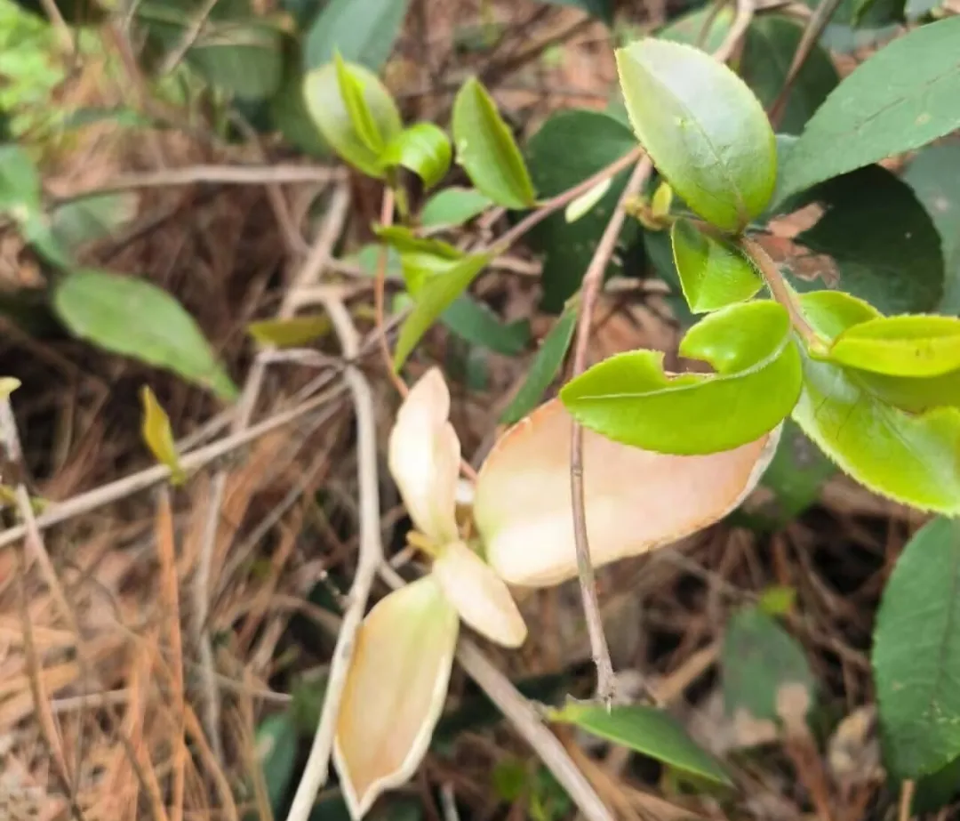 永州山珍茶耳,舌尖皆是故乡春!