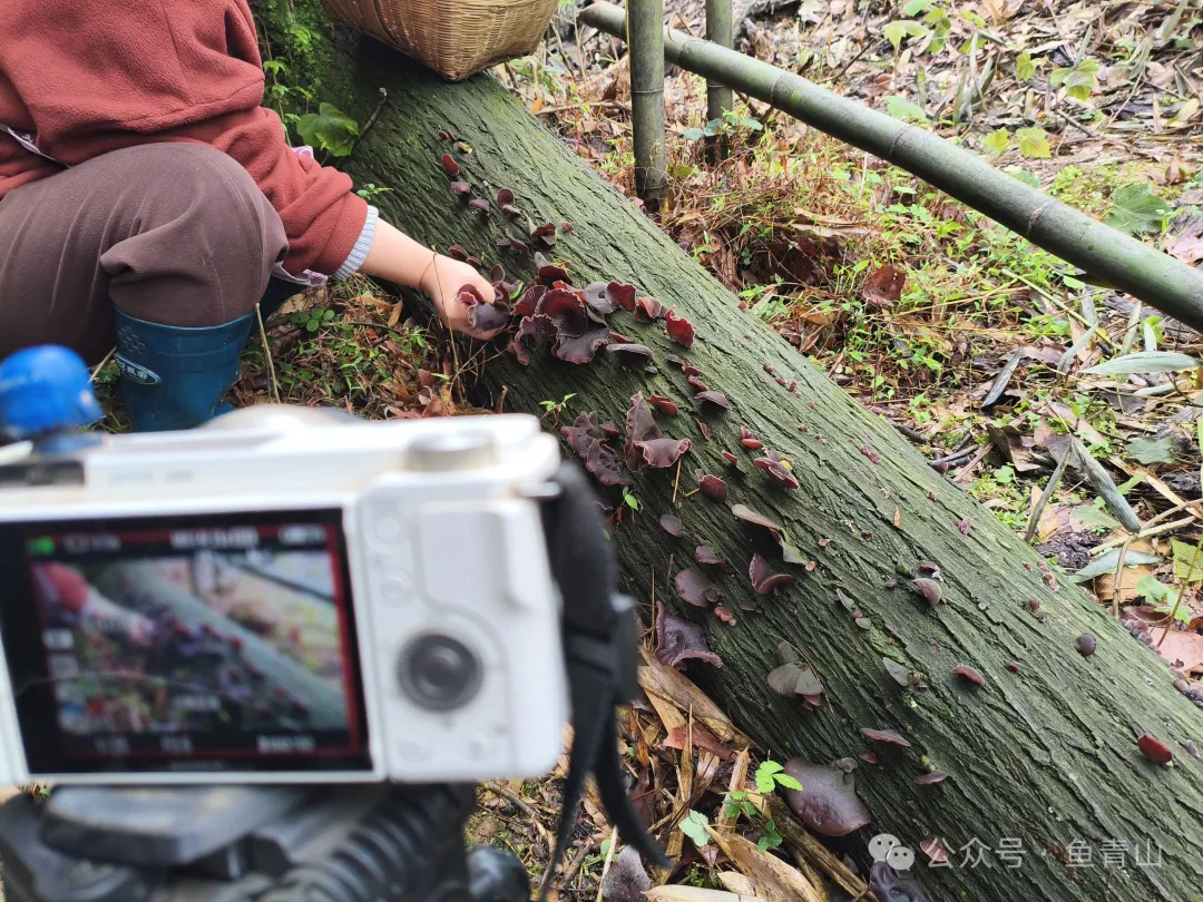 柴火铁锅吃山珍,从采摘到烹饪,只余满嘴鲜