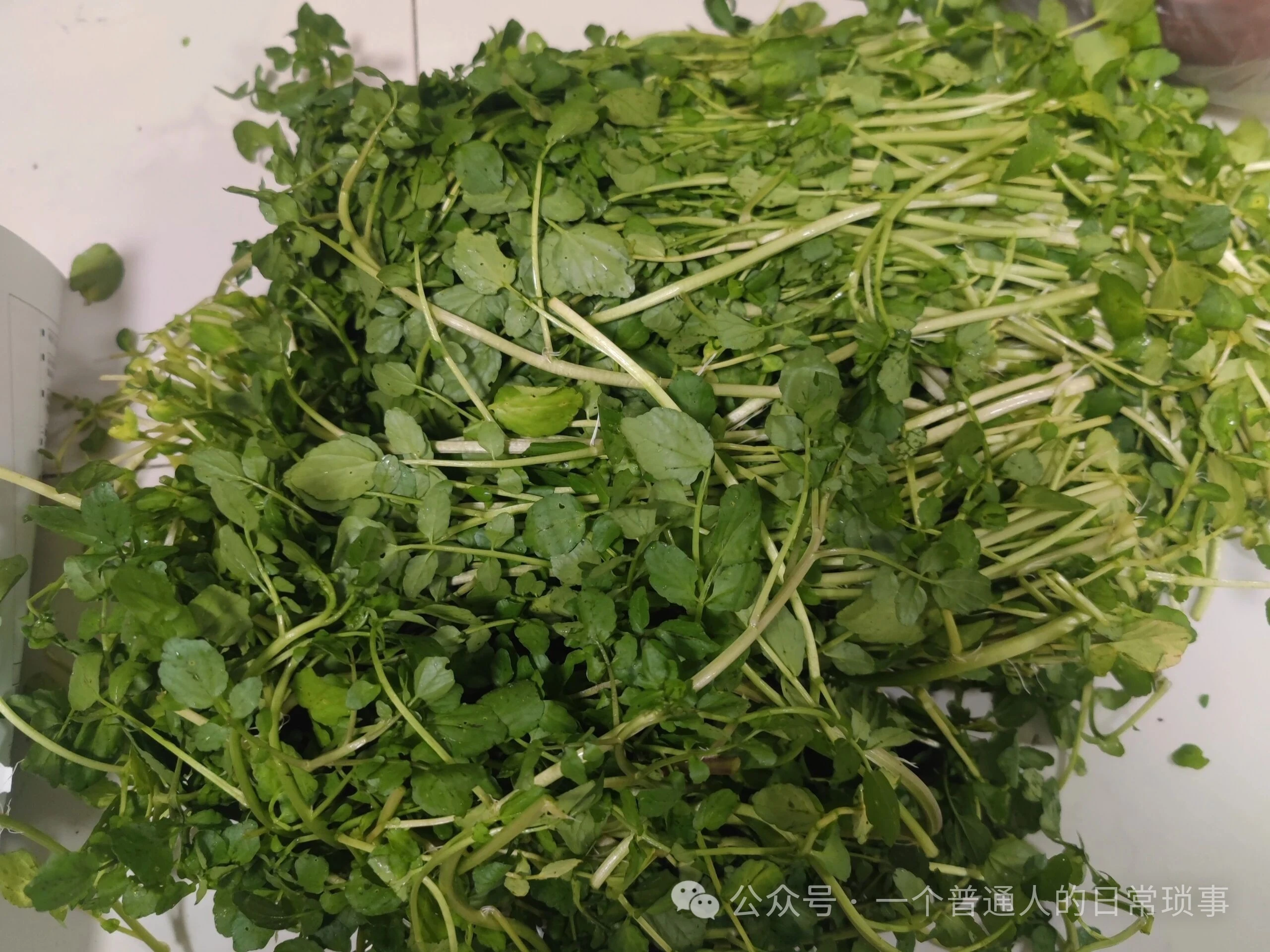 日常饮食尝新豆瓣菜和马家沟芹菜