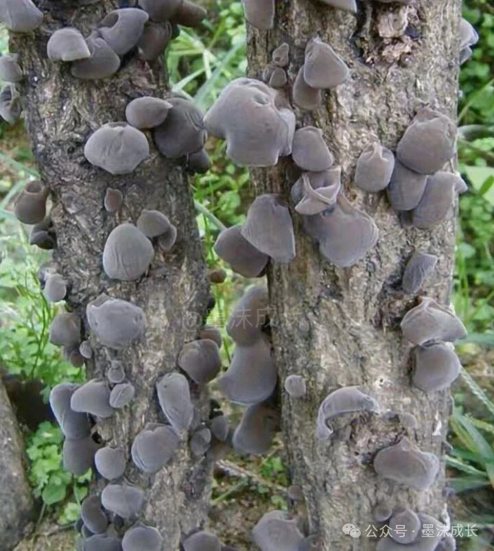 老辈人说的“山珍”，就是它吗？