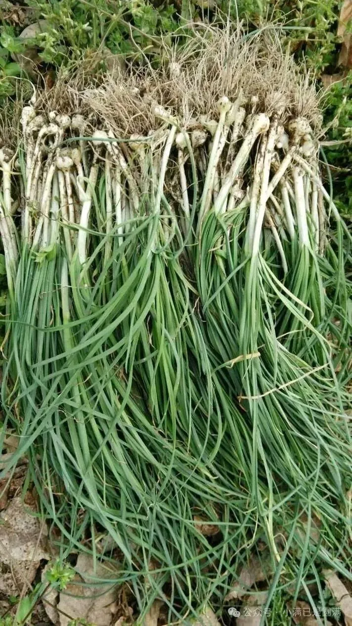 吃野葱的季节到啦,不仅美味还治病