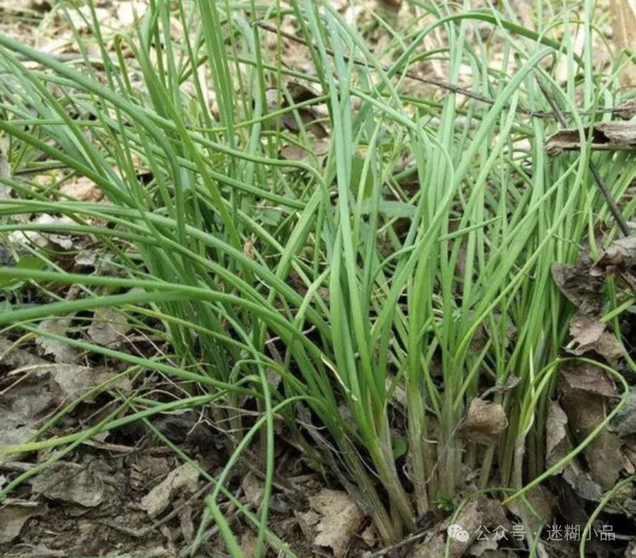 东阳美食之利细(胡葱)