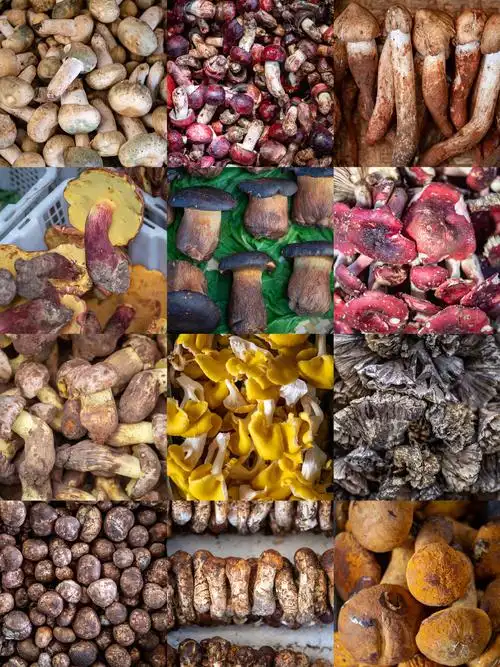 当餐云南野生菌供应商名录