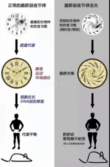 饮食调理的时间规律与代谢适应过程