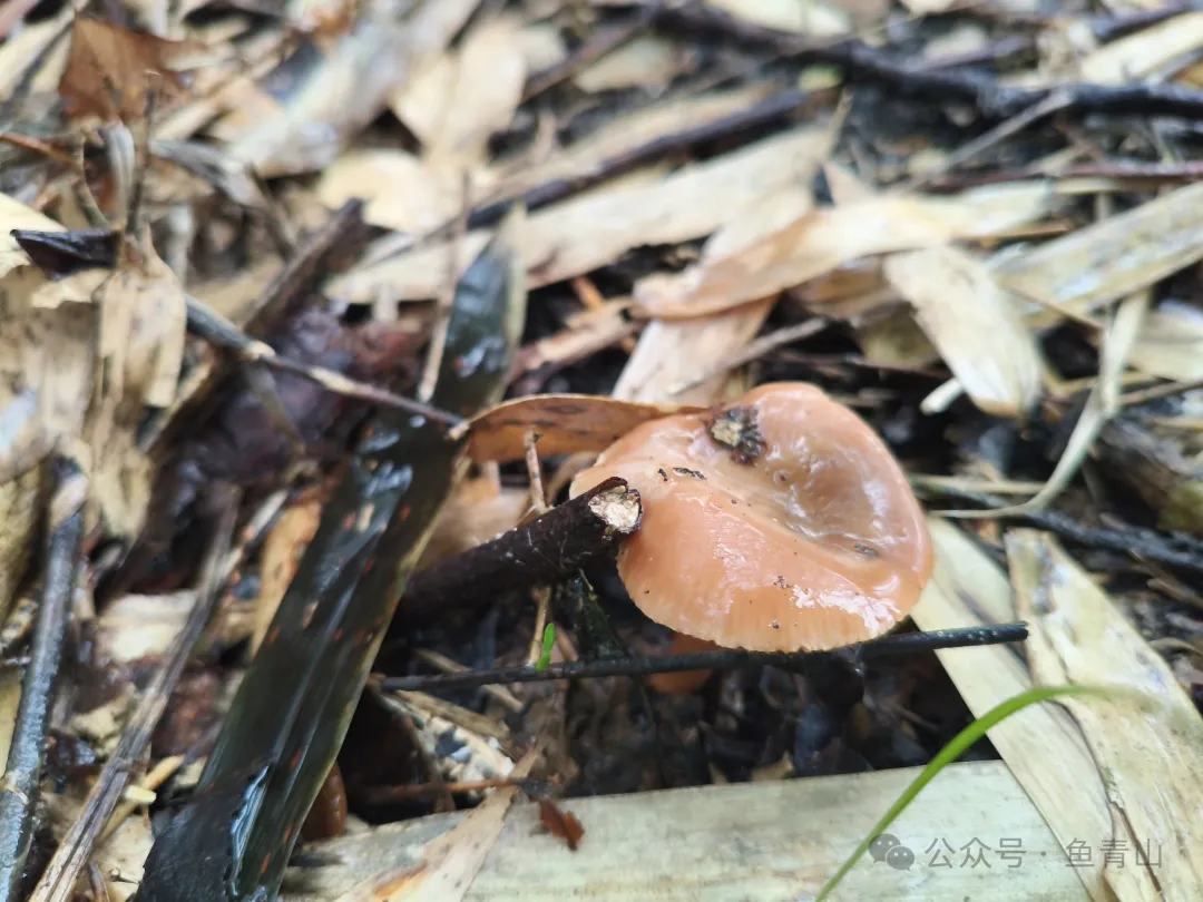 柴火铁锅吃山珍,从采摘到烹饪,只余满嘴鲜