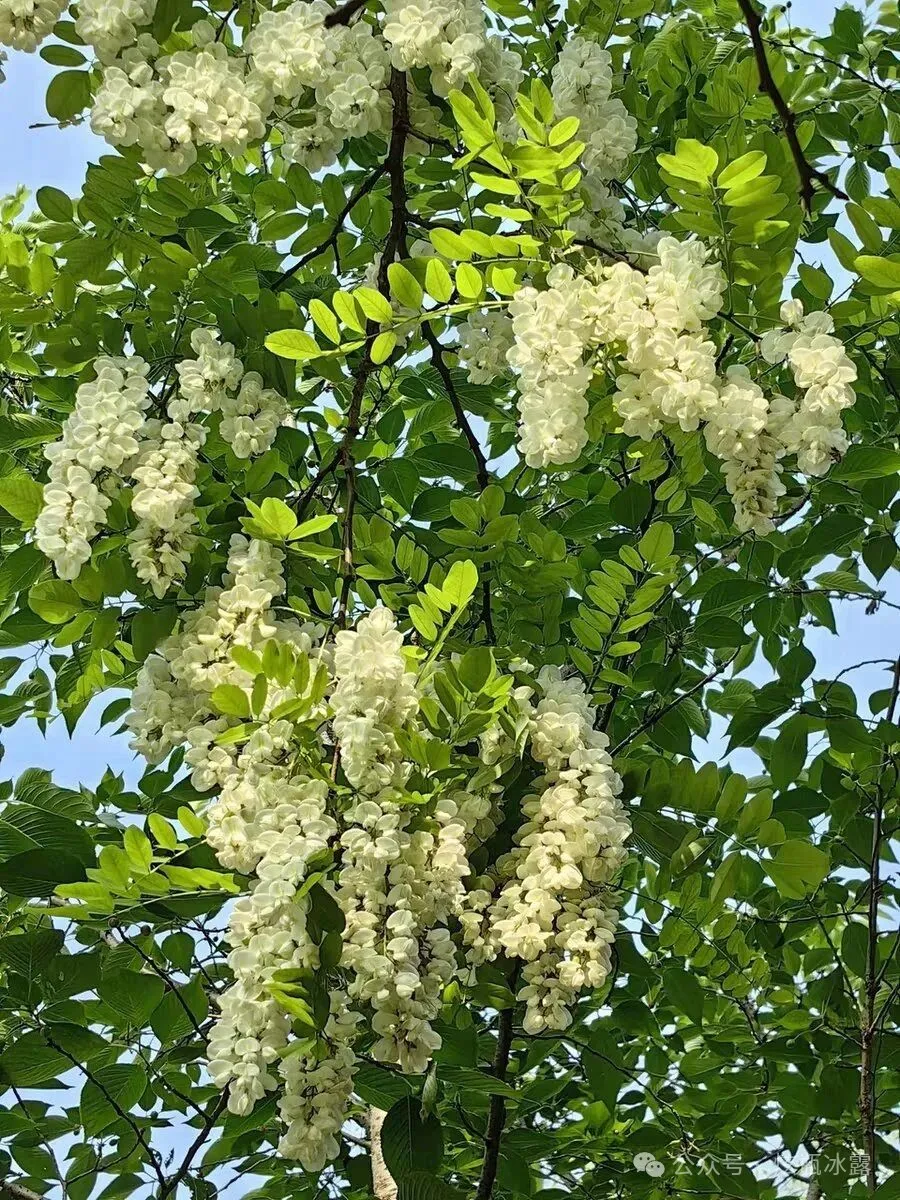 洋槐花做的时令菜品在你们老家也吃吗？