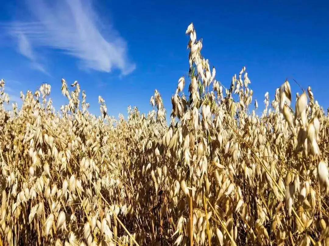 当餐优选食材裸燕麦胚芽米,边煮边发芽,有草原药粮之称!