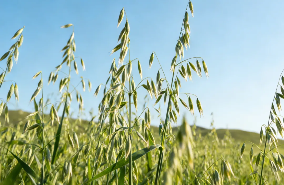当餐优选食材裸燕麦胚芽米,边煮边发芽,有草原药粮之称!