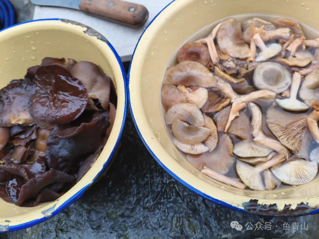 柴火铁锅吃山珍,从采摘到烹饪,只余满嘴鲜