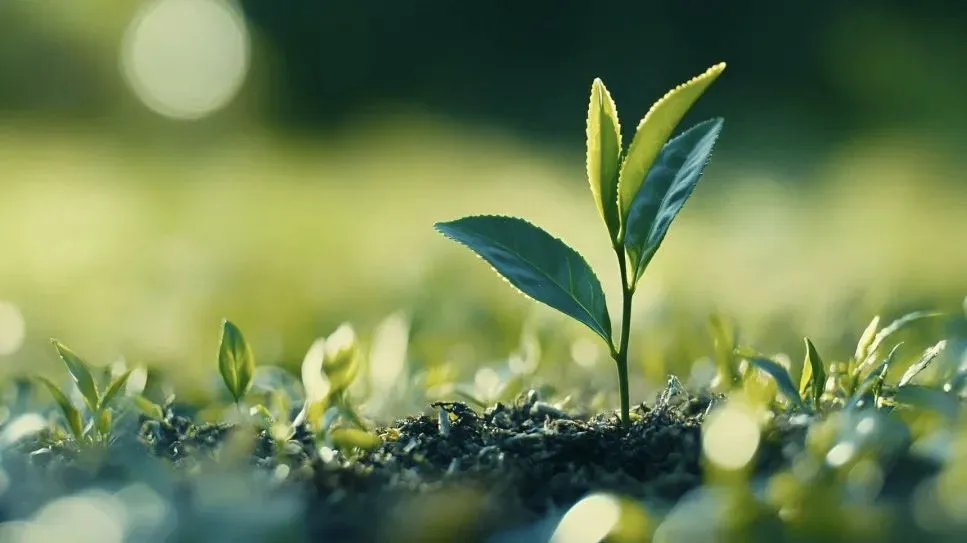 饮食调理的时间规律与代谢适应过程