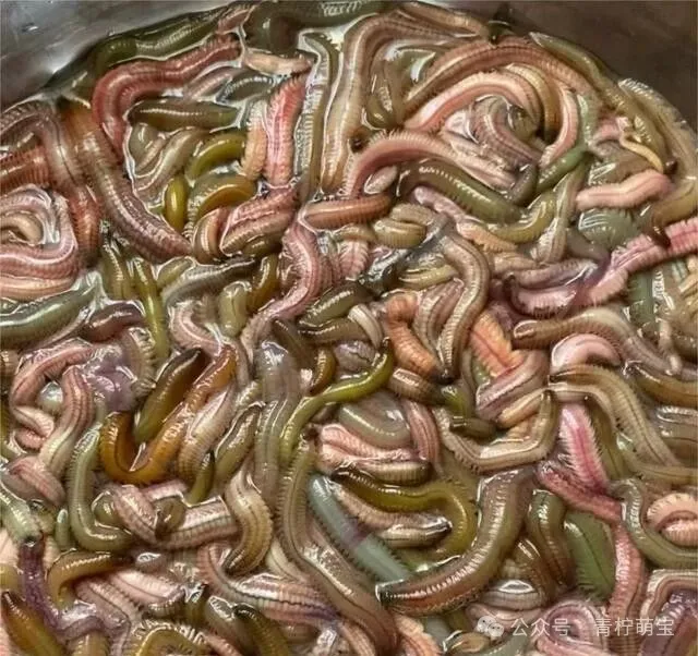 福建的6种另类美食,黑暗料理界的天花板