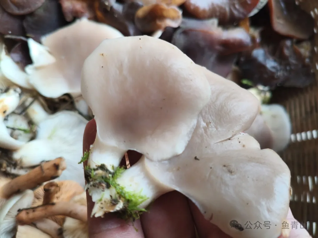 柴火铁锅吃山珍,从采摘到烹饪,只余满嘴鲜