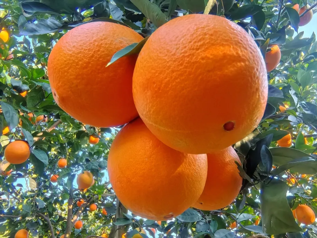 解锁春日美味 这颗奉节橙正当“食”