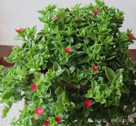 4种“美食肉”味鲜肉美，春季吃一点，有助身体健康