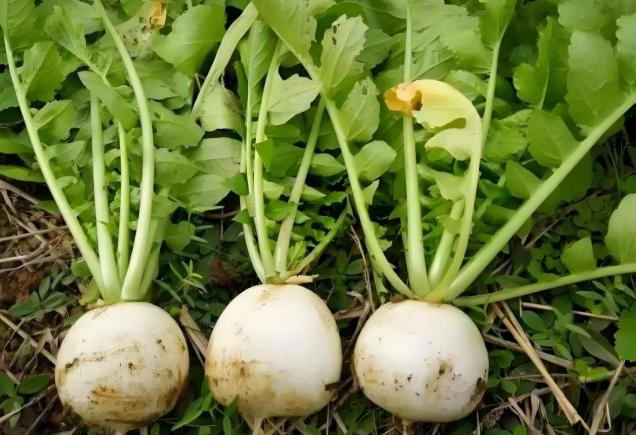 安徽铜陵10大必吃美食，古铜都美食充满诱惑