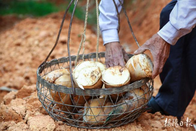 揭阳潮汕美食嘉年华即将启幕