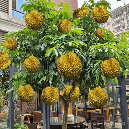 头一次感受到榴莲的杀伤力,果肉做美食、果核种盆栽、壳子做装饰