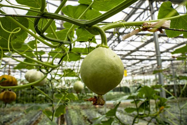 为什么小孩更不爱吃蔬菜？