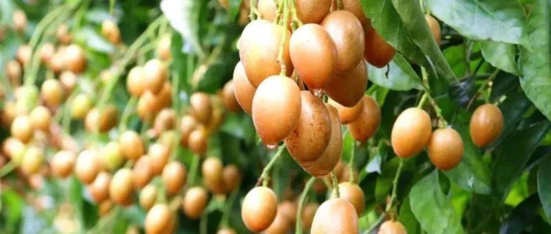 名特优新农产品名录与合作社名单