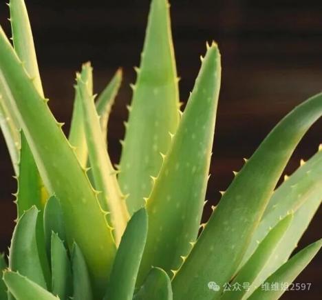 4种“美食肉”味鲜肉美，春季吃一点，有助身体健康