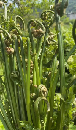 蕨菜又称"龙头菜"、"如意菜"