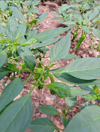 在餐桌上，辣椒可能是配角，但是辣椒叶在广东人眼里却是主角