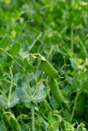 小小豌豆，除了当射手以外，原来还可以....