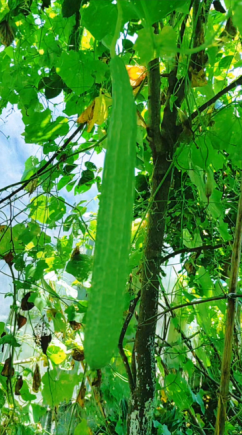 丝瓜，又称水瓜、天罗瓜或菜瓜，是一种夏季常见且营养丰富的蔬菜。