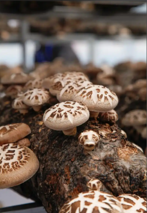 香菇作为中国传统的"山珍"之一,是蕴含丰富营养与多种生物活性物质的健康食材