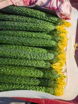 黄瓜作为一种日常饮食中常见的蔬菜，虽然外表普通、价格亲民，但其营养价值远超普通人的想象。