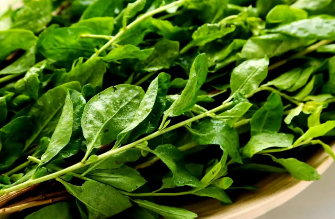 枸杞可以泡茶煮汤，枸杞叶还可以吃