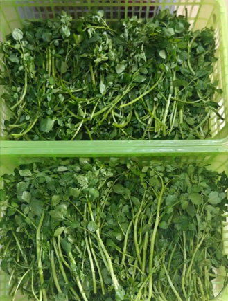 西洋菜，学名Nasturtium officinale，又称豆瓣菜、水田芥、水芥菜