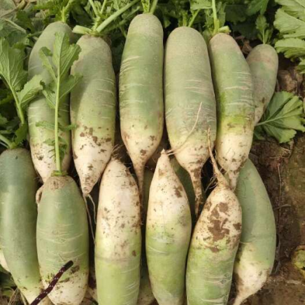 萝卜作为中国传统的药食同源蔬菜，享有"秋冬小人参"的美誉。