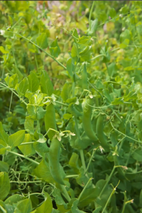 小小豌豆，除了当射手以外，原来还可以....