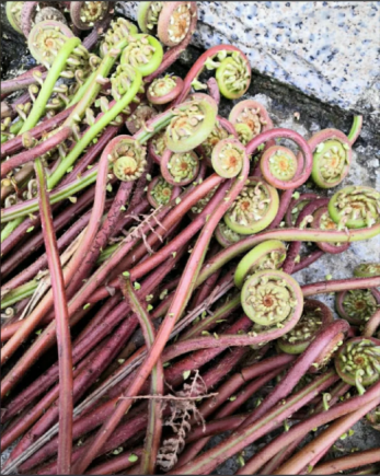 蕨菜又称"龙头菜"、"如意菜"