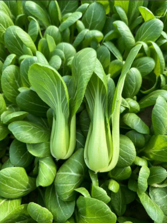 上海青，又称小白菜、青江菜或油菜