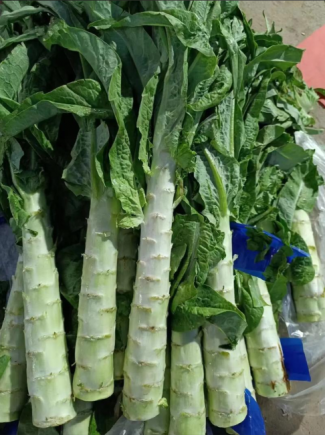 莴苣（又称莴笋、青笋、千金菜）是一种营养密度极高的蔬菜