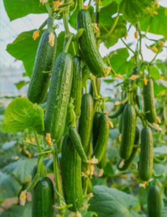 黄瓜作为一种日常饮食中常见的蔬菜，虽然外表普通、价格亲民，但其营养价值远超普通人的想象。